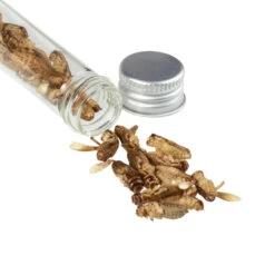 Snack-Insects GRILLON NOCOLOR 9 Snack-Insects GRILLON NOCOLOR -Sport Im Freien 276934 a grillon snackinsects